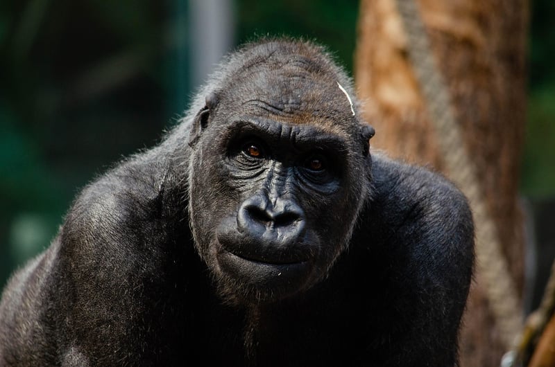 Congo Basin