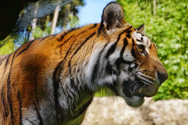 Tiger Wildlife